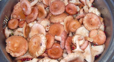 Jak osolit vlny a podojit houby na zimu, je možné je uzavřít